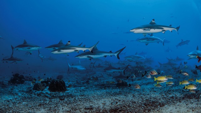 Squali dell'altro mondo