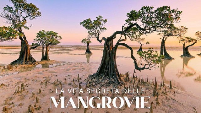 La vita segreta delle mangrovie