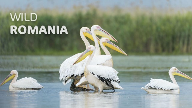 Wild Romania