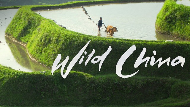 Wild Cina