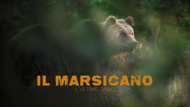 Il Marsicano - L'ultimo orso