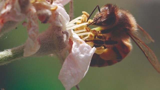 Diario di un'ape