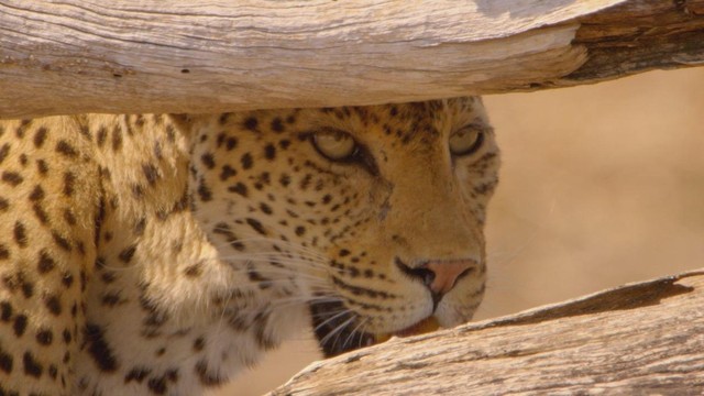 Wild survivors - Zambia