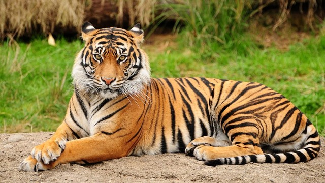 Big cats