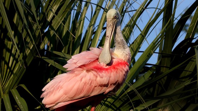 Florida: Lo stato del sole