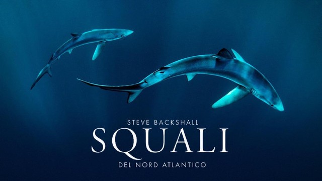 Steve Backshall - Squali del Nord Atlantico