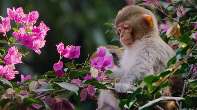 Cina: antico regno naturale