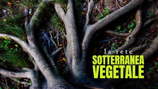 La rete sotterranea vegetale