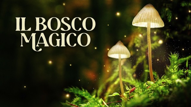 Il bosco magico