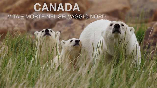 Canada - Vita e morte nel selvaggio nord