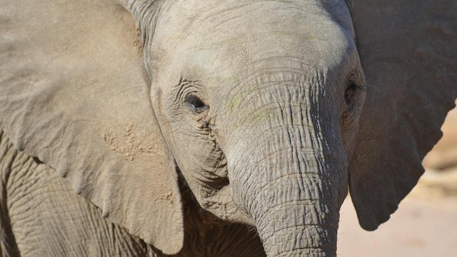 Elephants up close