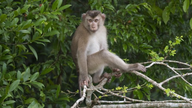 L'isola dei macachi