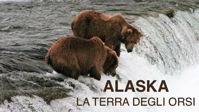 Alaska, la terra degli orsi