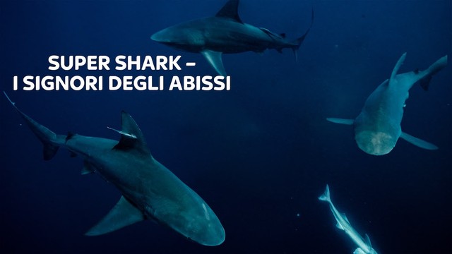 Super Shark - I signori degli abissi