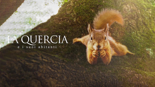 La quercia e i suoi abitanti
