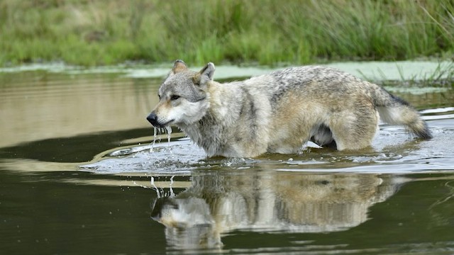 Slava - storia di un lupo