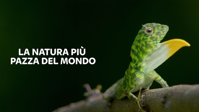 La natura più pazza del mondo