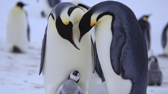 Pinguini - Una spia nel gruppo