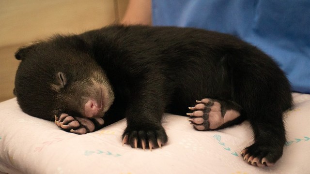 Vita da cuccioli