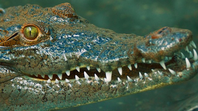 Everglades - Stagioni selvagge