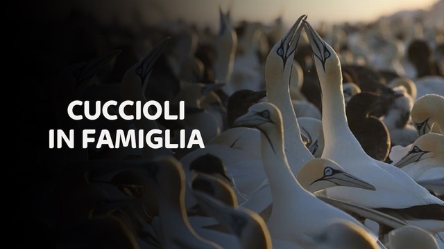 Cuccioli in famiglia