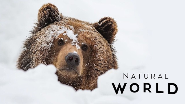 Natural World