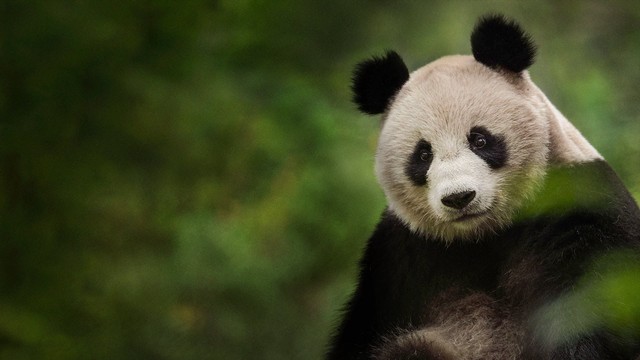 Cina - Antico regno animale