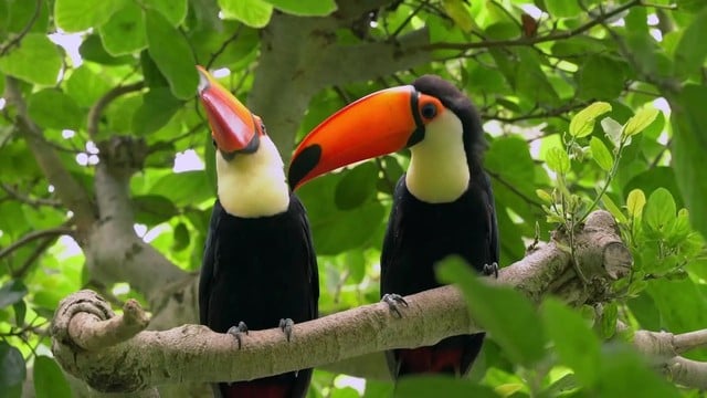 La magia della natura: Brasile