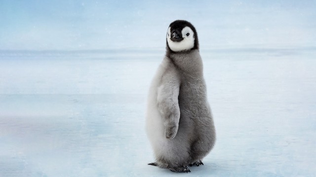 Diario di un pinguino