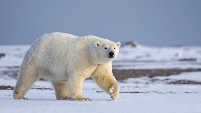 A caccia con gli orsi polari