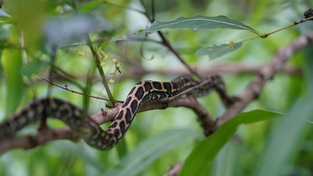 Australia - A caccia di serpenti