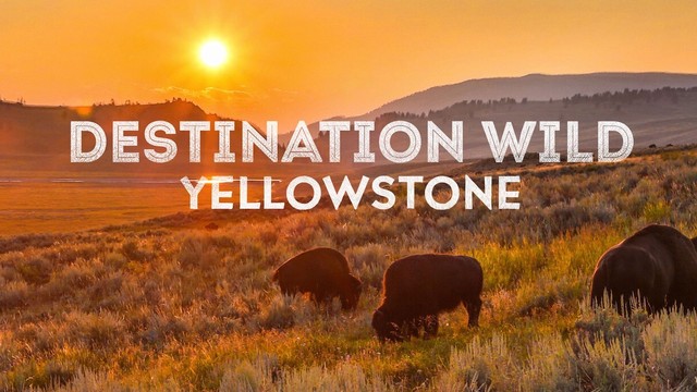 Destination Wild: Yellowstone