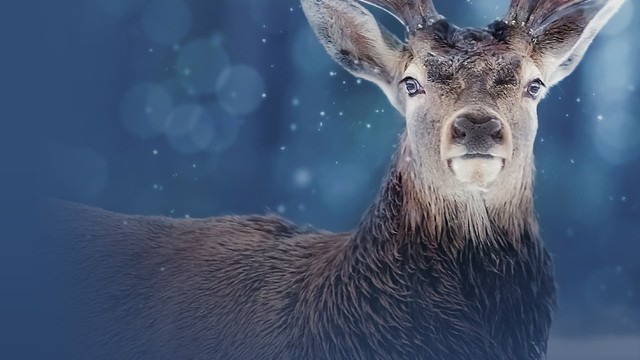 Le creature delle nevi