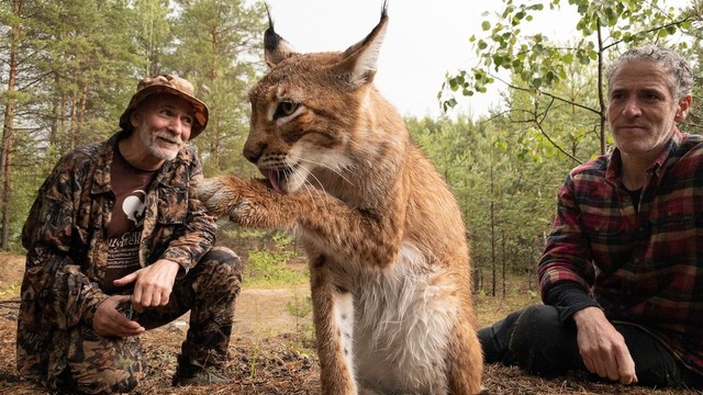 Linci delle nevi: Il richiamo della foresta