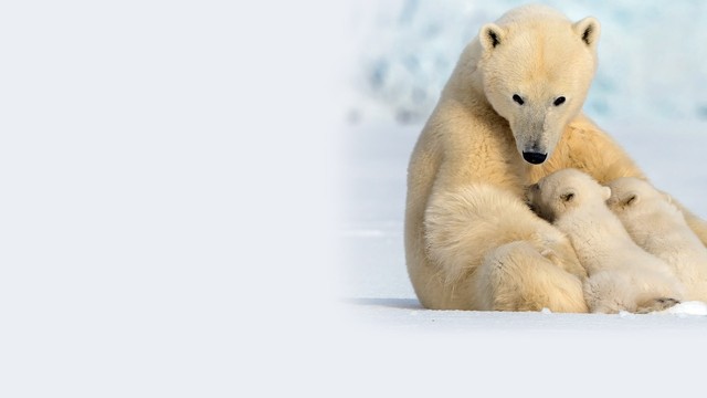 Orso bianco - Una vita al Polo Nord