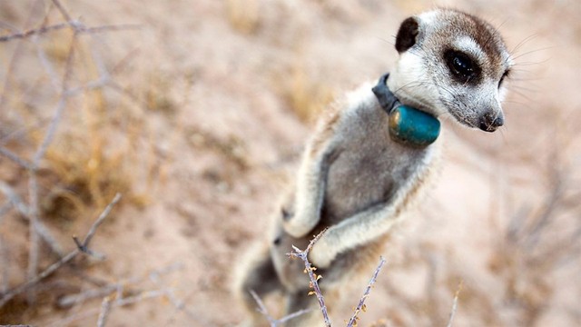 Il grande fratello della natura