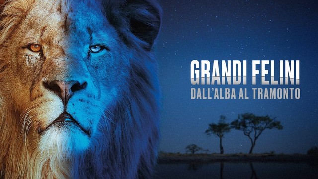 Grandi felini: Dall'alba al tramonto