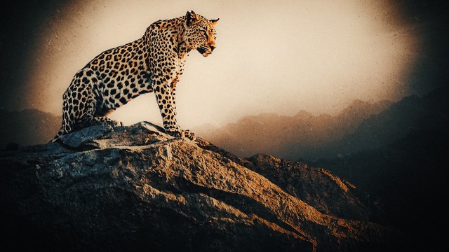 Nel regno del leopardo