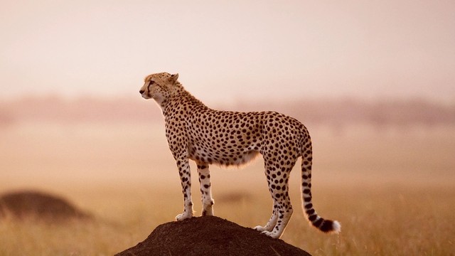 Ghepardo: il re della velocità