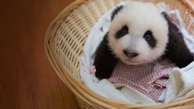 Baby panda