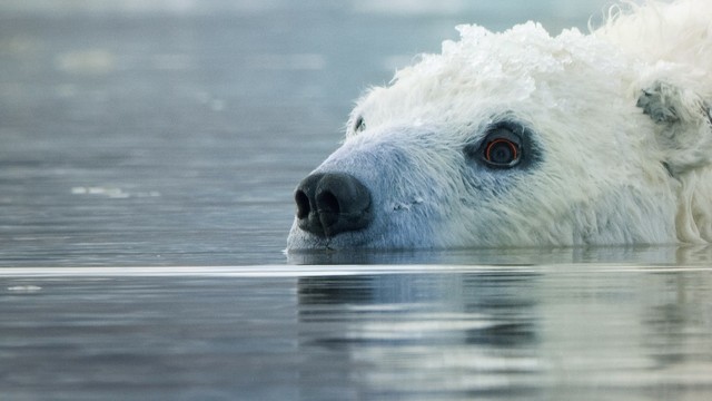 Spy in the wild - A tu per tu con la natura