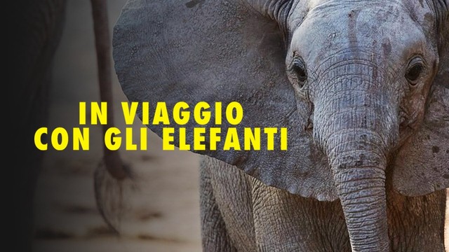 In viaggio con gli elefanti
