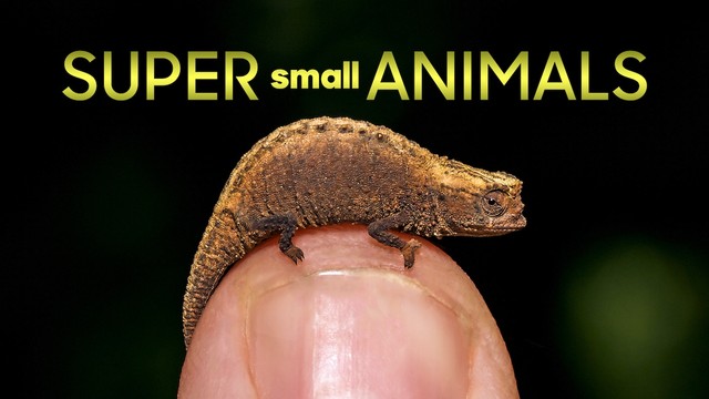 Super Small Animals