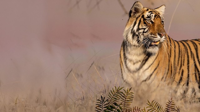 Le tigri selvagge dell'India