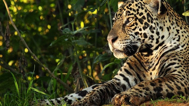 Natural World - Giaguari, vita da predatori
