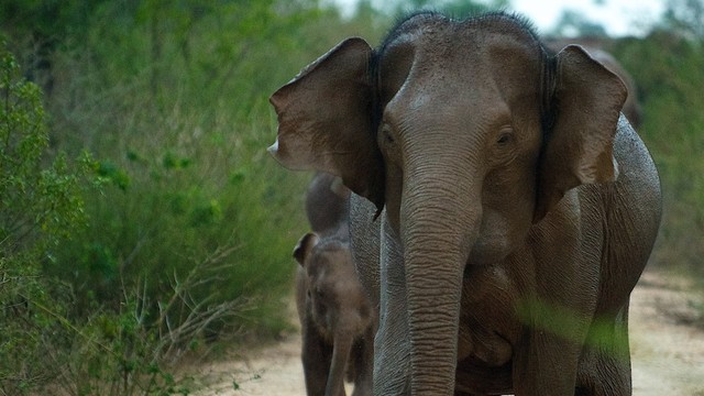 Sri Lanka: L'isola degli elefanti