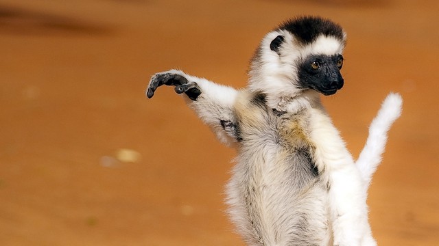 Madagascar selvaggio