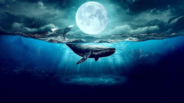 Wild Moon - L'altra faccia della luna