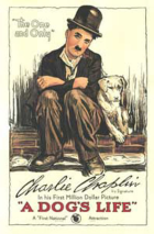 Vita da cani
