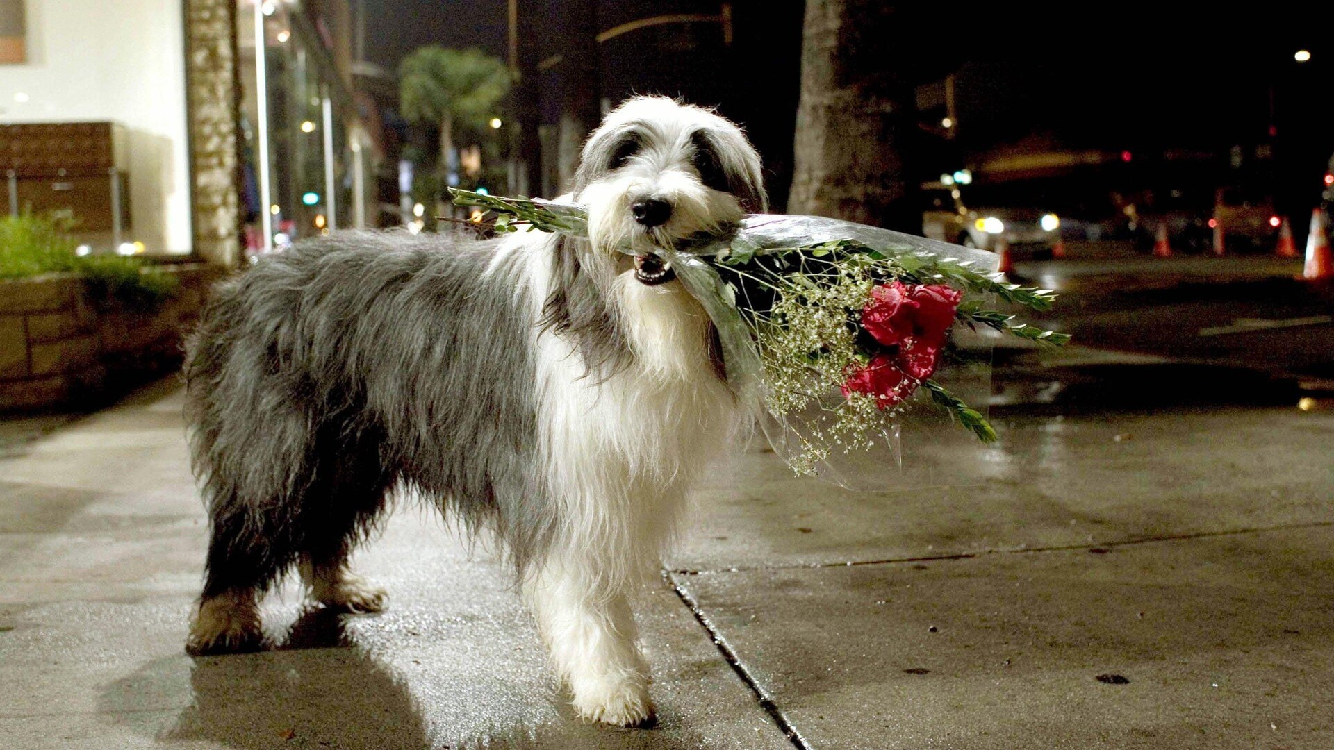 Shaggy Dog Papa Che Abbaia Non Morde